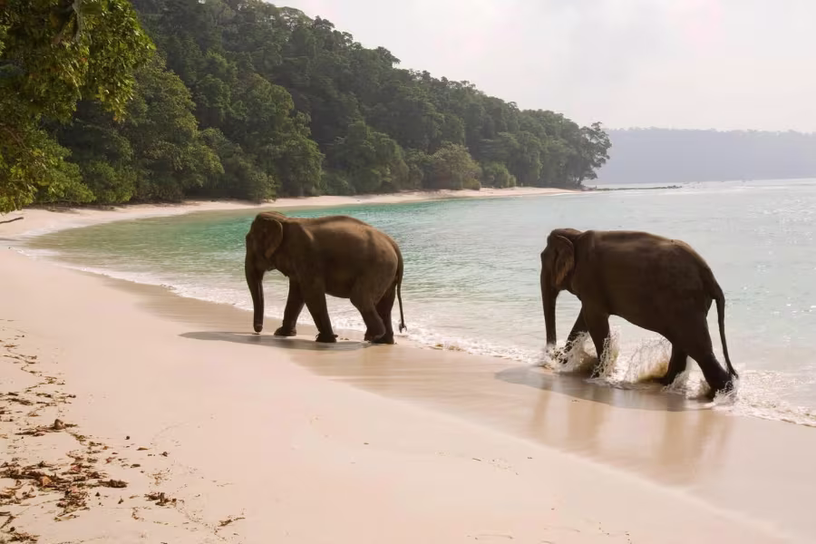 Havelock Island