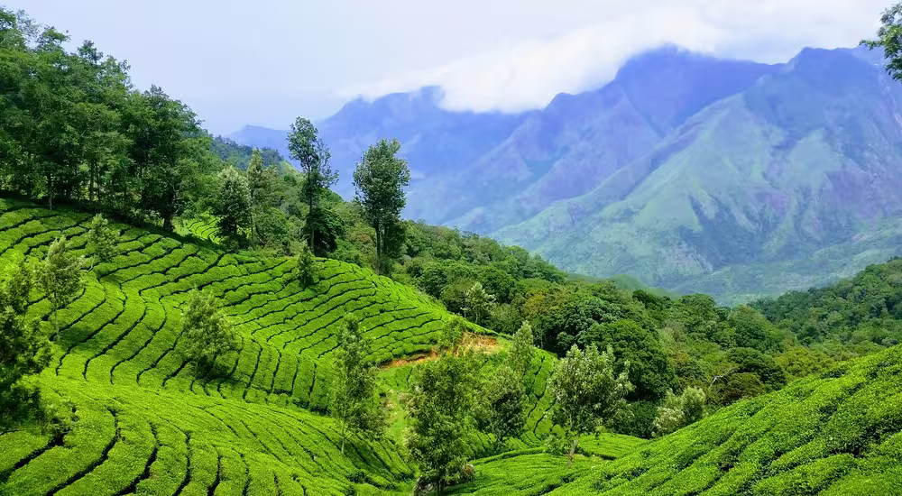 Munnar During Monsoon